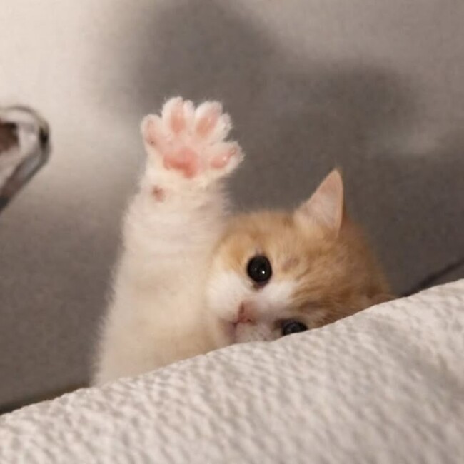ほうせきの真珠のカバー写真