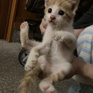 茶白男の子