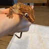 ご協力ありがとうございます　里親応募一旦停止します サムネイル2