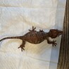 ご協力ありがとうございます　里親応募一旦停止します サムネイル3