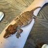 ご協力ありがとうございます　里親応募一旦停止します サムネイル4