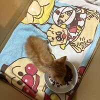 未定