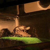 ハル、ナツ