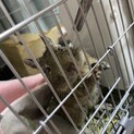 デグー1匹の里親さん募集しています。