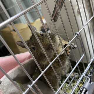 デグー1匹の里親さん募集しています。