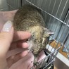 デグー1匹の里親さん募集しています。 サムネイル2
