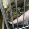 デグー1匹の里親さん募集しています。 サムネイル3