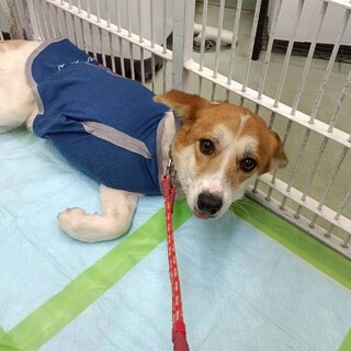 断脚手術を乗り越えたまつくん