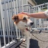 断脚手術を乗り越えたまつくん サムネイル2