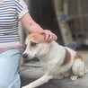 断脚手術を乗り越えたまつくん サムネイル3