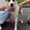 断脚手術を乗り越えたまつくん サムネイル4