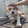 断脚手術を乗り越えたまつくん サムネイル5