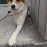 断脚手術を乗り越えたまつくん サムネイル6