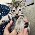 甘えん坊のキジトラ君
