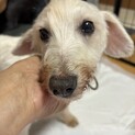 人が大好き！とっても元気なおばあちゃん《パール》