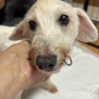 人が大好き！とっても元気なおばあちゃん《パール》