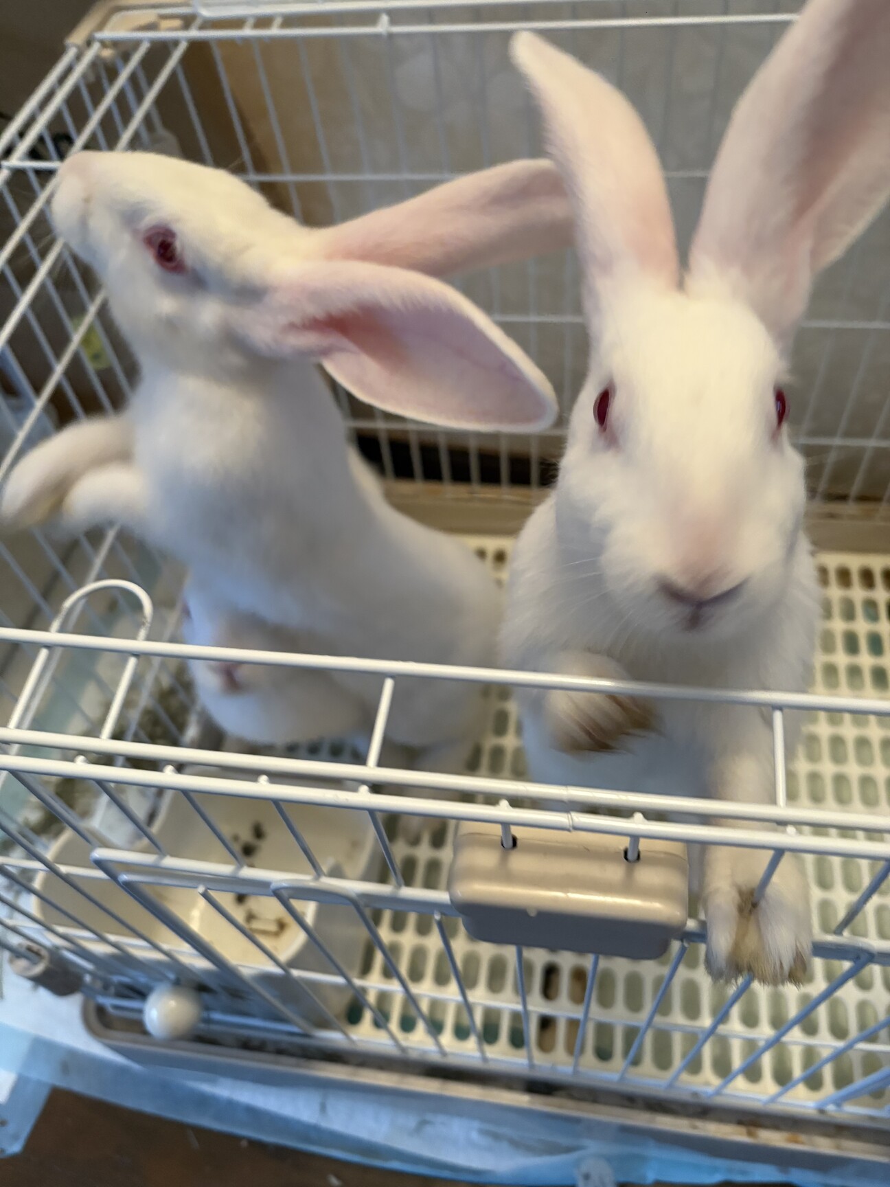 うさぎ 日本白色種」神奈川県 - 小動物の里親募集(544020) :: ペットの