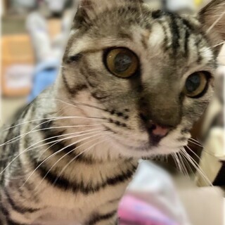 生後半年！元気いっぱい女の子　猫の里親募集中！
