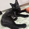 しっぽが長めの黒猫ちゃん　ポワ　男の子