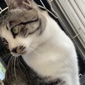 好奇心旺盛なサバの男の子