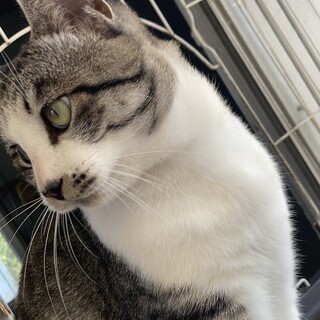 サバ白 × 香川県が募集対象」保護猫の里親募集情報 :: ペットのおうち