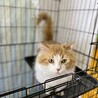 マンチカン(短足)の男の子！※一旦停止中 サムネイル2