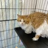 マンチカン(短足)の男の子！※一旦停止中 サムネイル3