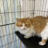 マンチカン(短足)の男の子！※一旦停止中 サムネイル4