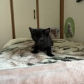 黒猫　生後1ヶ月