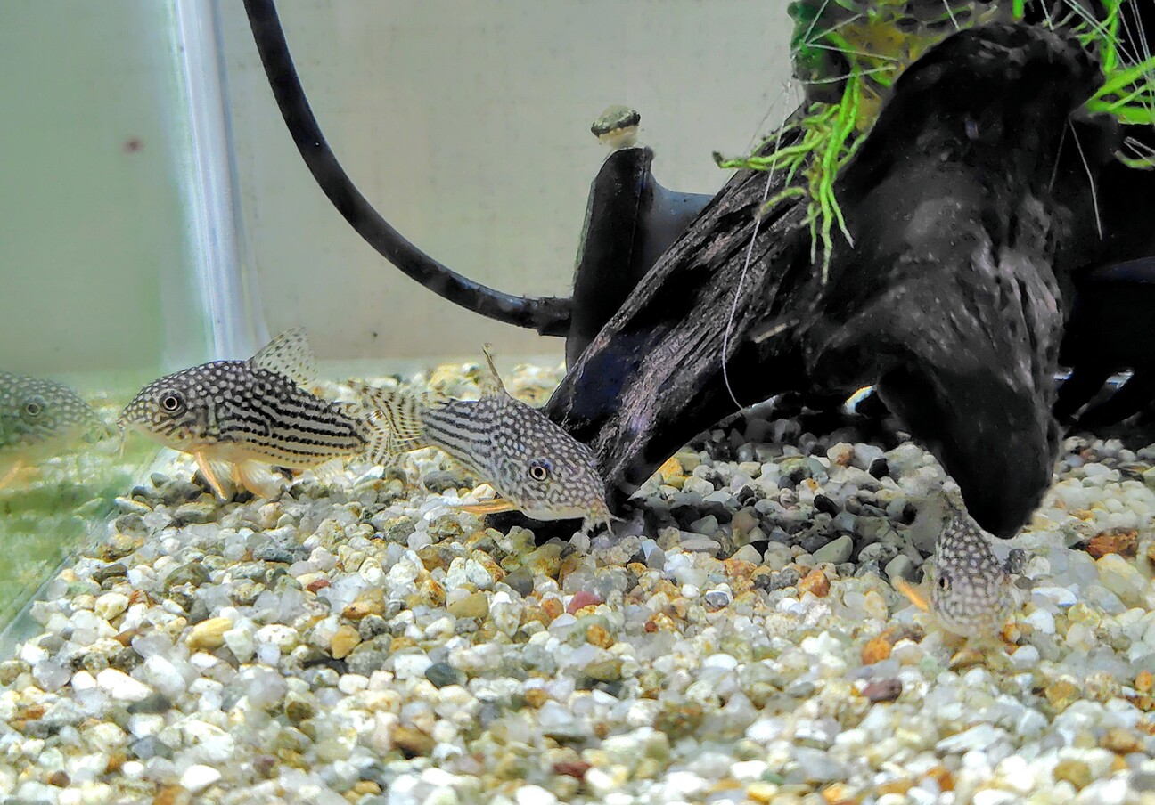 淡水熱帯魚 里親さん募集 サムネイル4