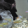 淡水熱帯魚 里親さん募集 サムネイル3