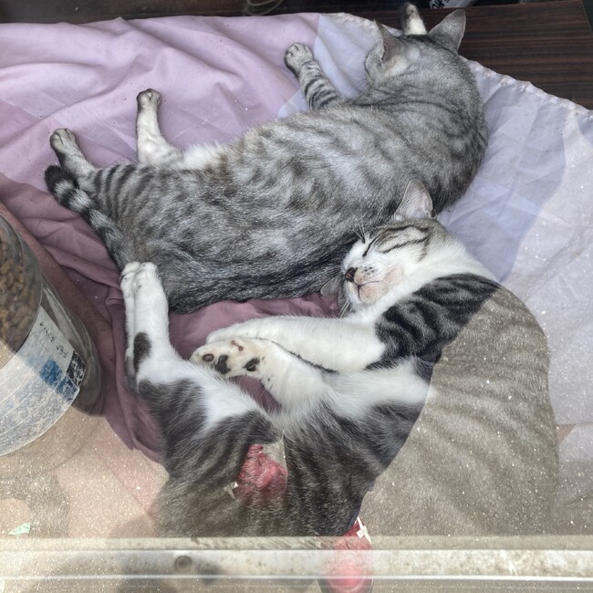 みねもとのカバー写真