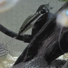 淡水熱帯魚 里親さん募集 サムネイル5