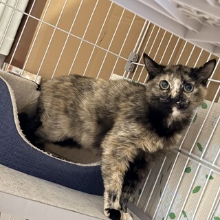 シャーシャーさび猫　よもぎちゃん