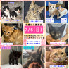 里親決定。パフェ君譲渡会参加 サムネイル5