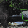 淡水熱帯魚 里親さん募集 サムネイル6