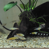 淡水熱帯魚 里親さん募集 サムネイル7
