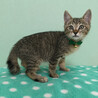 初心者向♪コロコロ兄妹『スイカくん』３カ月 サムネイル2