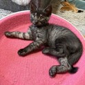 可愛い黒猫6ヶ月