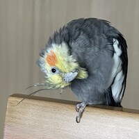 だいふく