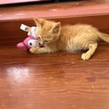 人懐っこい子猫ちゃんの里親募集