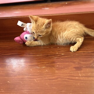 人懐っこい子猫ちゃんの里親募集