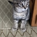 キジトラ　オス　3ヶ月くらい