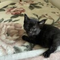 黒猫　メス　生後1ヶ月