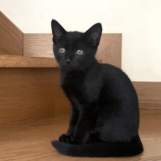 黒猫　メス　3ヶ月くらい