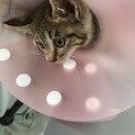 甘えん坊のキジちゃんです