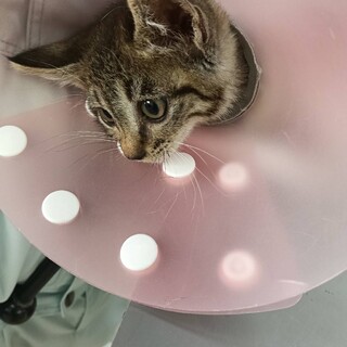 甘えん坊のキジちゃんです