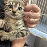 甘えん坊のキジちゃんです サムネイル2