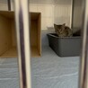 甘えん坊のキジちゃんです サムネイル3