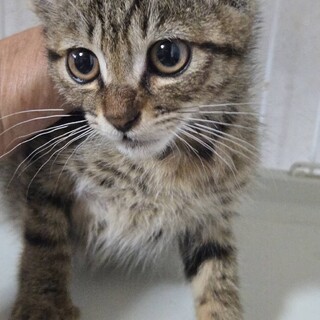 かわいい子猫、りんちゃん！
